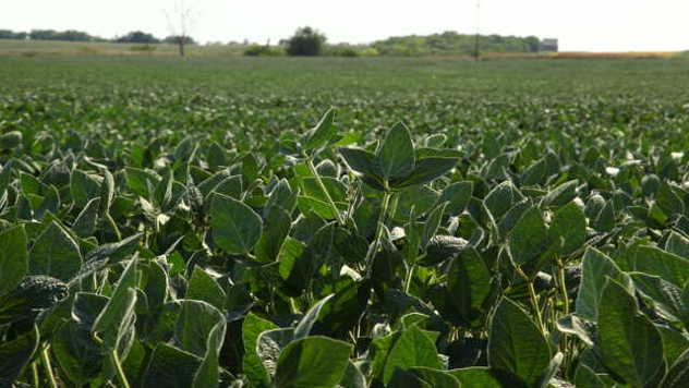 Ako se suša nastavi, prinosi kukuruza i soje biće manji za 60 odsto - © Pixabay