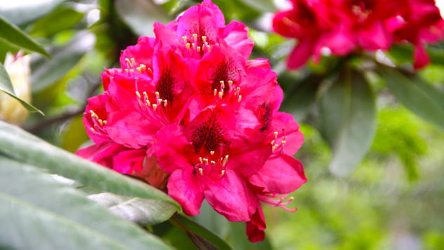 Crveni rododendron © Foto: all-free-download.com