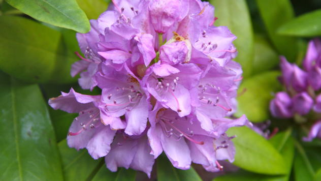 Cvet rododendrona © Foto: all-free-download.com