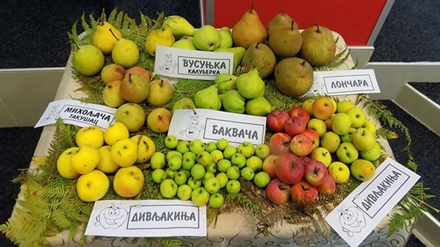 Stare sorte voća i povrća - © Dejan Davidović/Agromedia