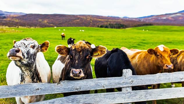 Za opremanje stočarskih farmi do 50% bespovratnih sredstava - © Pixabay