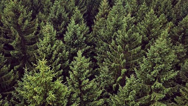 Započet projekat iz oblasti šumarstva - © Pixabay