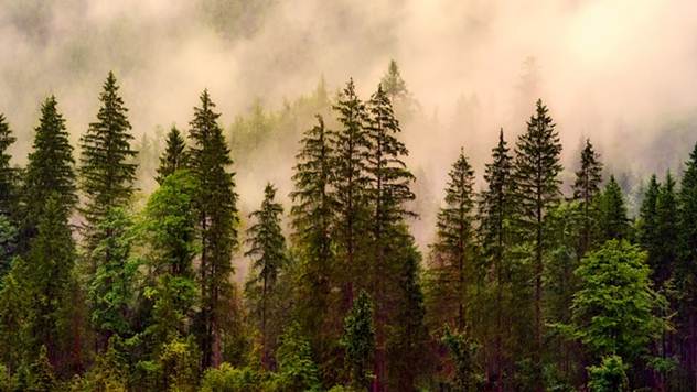 Apel: Sačuvajemo šume od požara - © Pixabay
