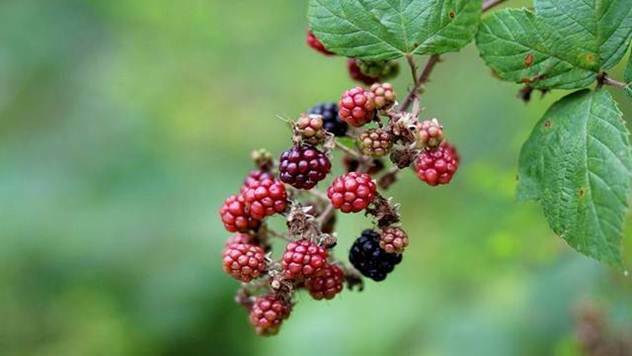 Sakupljanje šumskih plodova može biti unosan biznis - © Pixabay