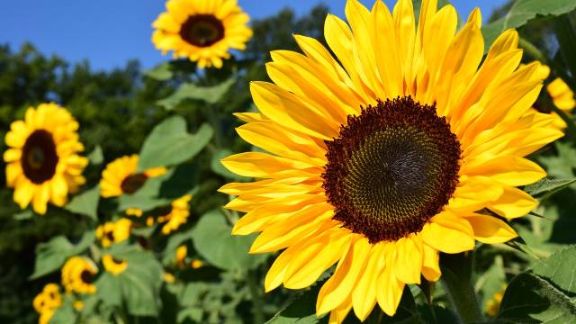 Suncokret: Korisni ukras svake bašte koji se lako gaji - © Pixabay