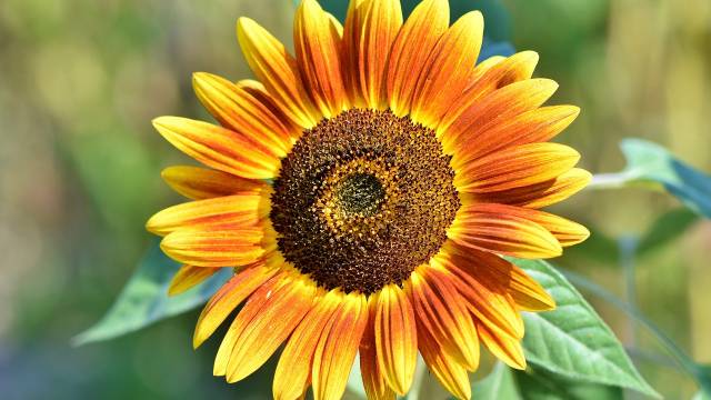 Suncokret: Korisni ukras svake bašte koji se lako gaji - © Agromedia