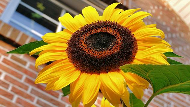 Suncokret - © Pixabay