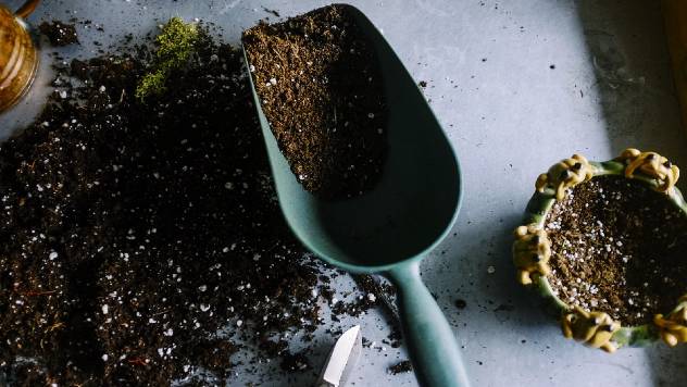 Saveti za početnike: Kako uspešno da gajite sadnice u zatvorenom - © Pixabay