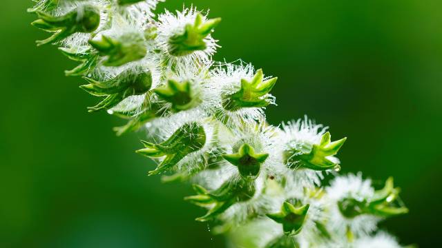 Kako gajiti susam: Biljku koja daje seme zdravlja - © Pixabay