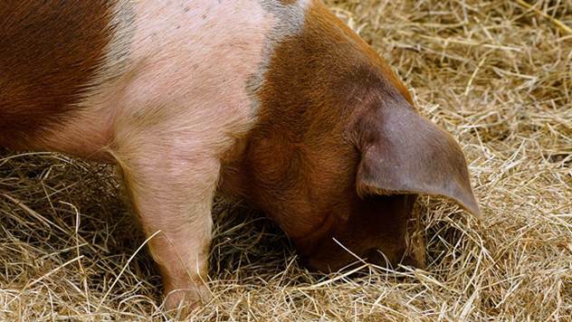 Unošenje kvasca u ishranu smanjuje toplotni stres kod svinja - © Pixabay