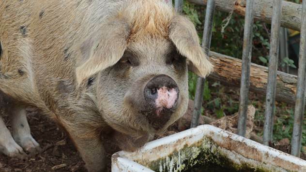 Unošenje kvasca u ishranu smanjuje toplotni stres kod svinja - © Pixabay