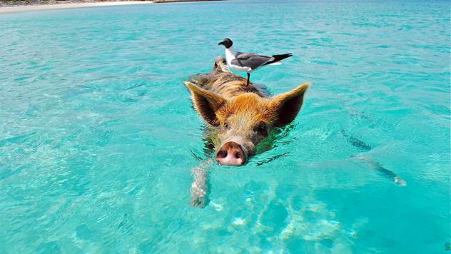 Svinje na Bahamima znaju da plivaju u moru - © Pixabay