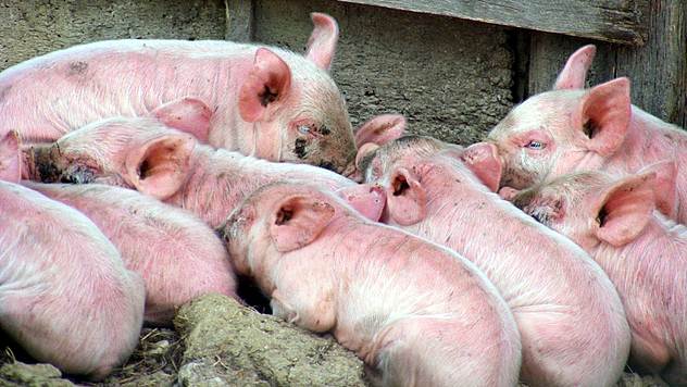 Srbija je jedina zemlja u regionu koja ne izvozi svinjsko meso - © Pixabay