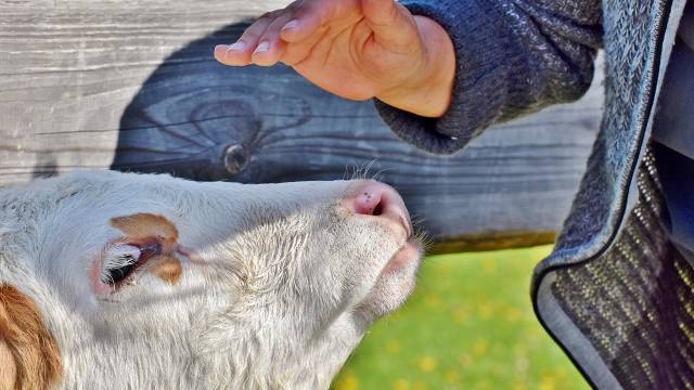 Naučno potvrđeno: Maženje krava doprinosi njihovom boljem rastu i povećanju prinosa mleka   - © Pixabay