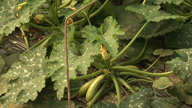 Growing zucchini - © Agromedia