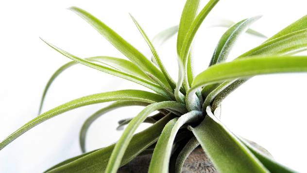 Tilandsija - dekorativna biljka kojoj nije potrebno zemljište - © Pixabay