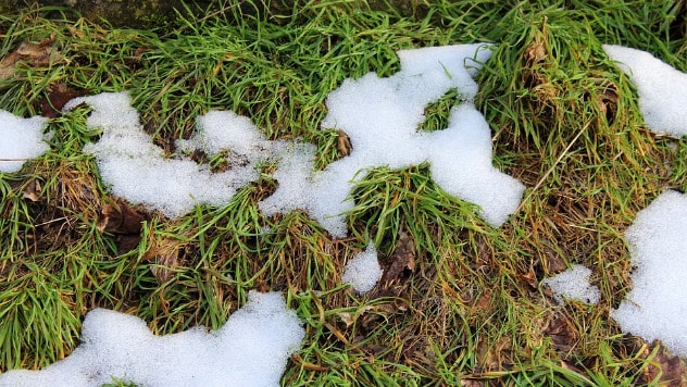 Sneg morate redovno ukljanjati sa travnjaka - ©Pixabay