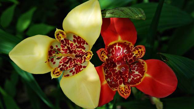 Proleće je vreme za sadnji cveća: Dalije ili gladiole? - © Pixabay