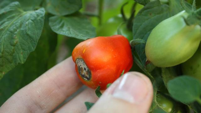 Ovo je najčešći problem na plodu paradajza. Evo kako da ga sprečite - ©Wikimedia