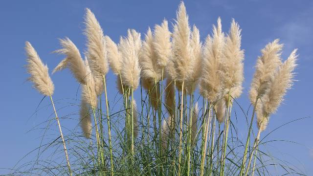Ukrasne trave: Biljke za sva godišnja doba - © Pixabay