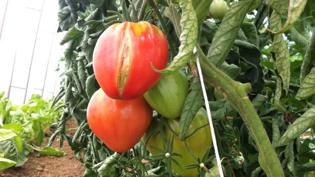 Uzgoj organskog paradajza - © Foto: Julijana Mijajlović