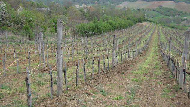 Fruška gora je idealna za gajenje vinove loze - © Ljiljana Pavlović