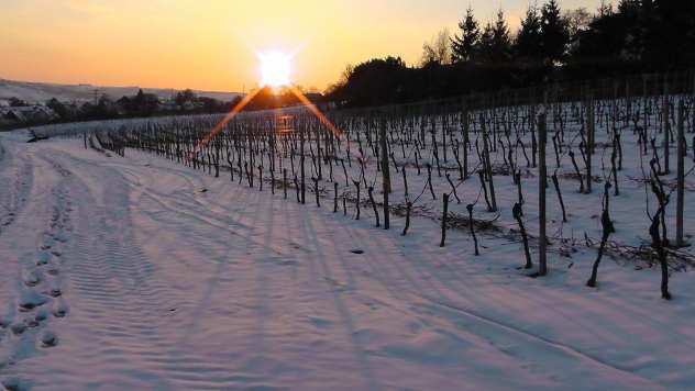 Vinogradi zimi - © Foto: www.piabay.com