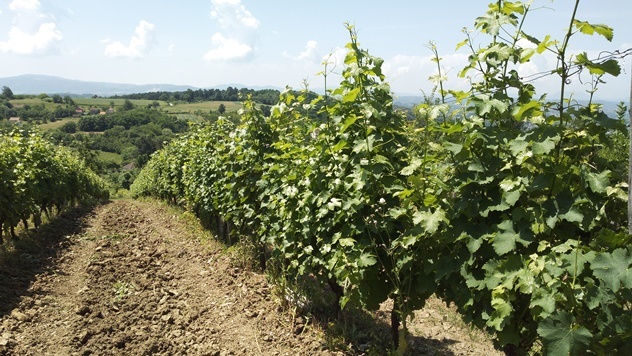 Valjevsko vinogorje - © Dejan Davidović/Agromedia
