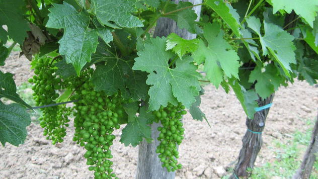 Kvalitetno vino nastaje u vinogradima - © Agromedia