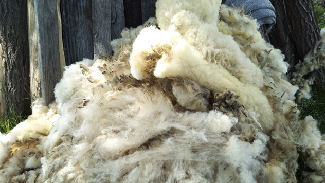 Otkup i prerada vune - © Dejan Davidović/Agromedia