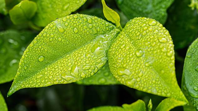 Dozvoljeni preparati za zaštitu bilja u organskoj proizvodnji - © Pixabay