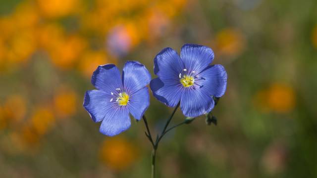 Osetljivi ste ili skloni alergijama? U ovom cveću možete da uživate bez straha od iritacija - © Pixabay - © Pixabay