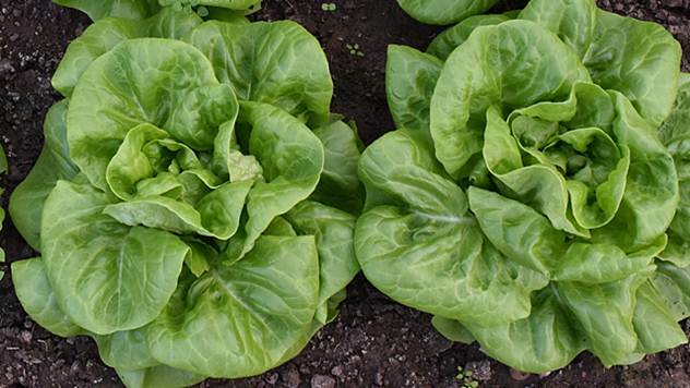 Proizvođači prevareni, moraju da bace 500.000 glavica zelene salate - © Pixabay
