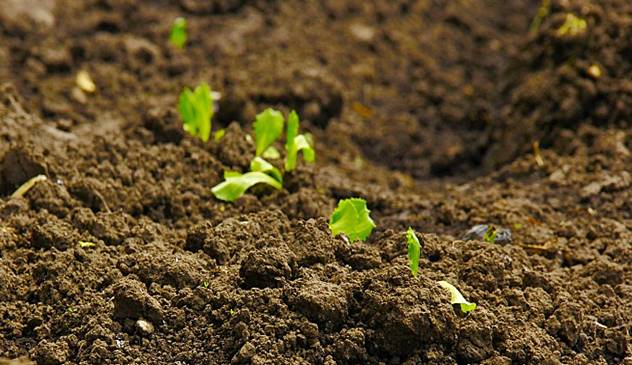 Valjanje je osnovna agrotehnička mera koju morate obaviti ovog proleća - © Pixabay