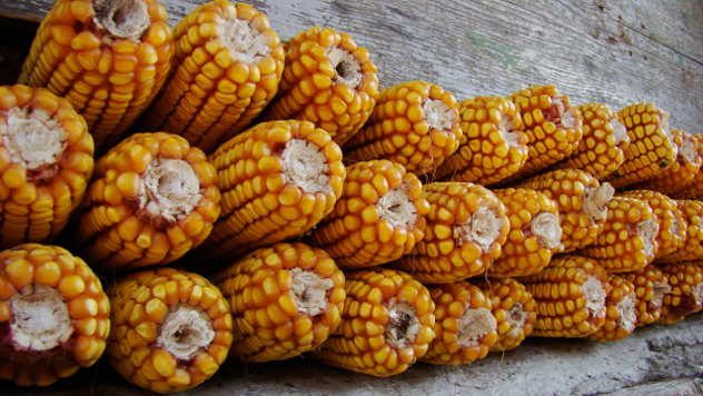 ZP hibridi kukuruza - ©Agromedia
