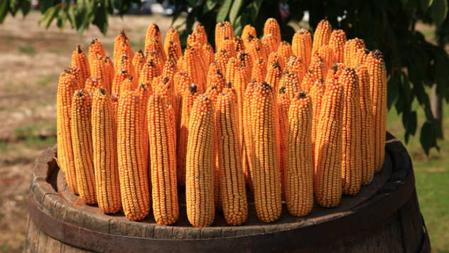ZP klipovi kukuruza - ©Agromedia