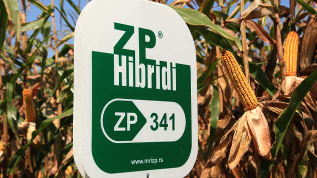 ZP hibrid kukuruza - ©Agromedia