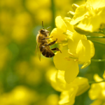 Pčela na uljanoj repici © Pixabay