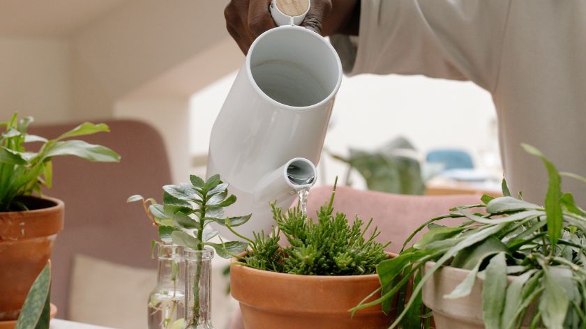 watering potted plants