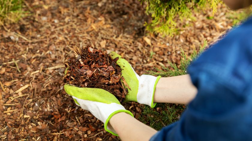 Be careful, there are also downsides: What are the disadvantages of MULCHING?