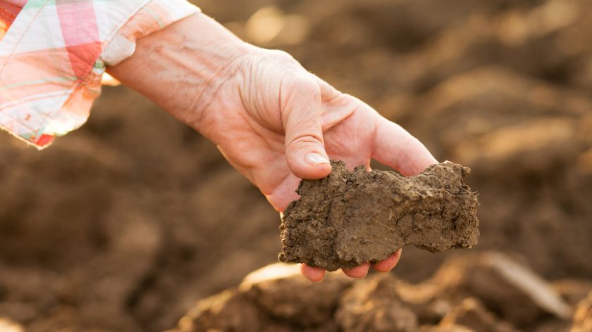 Plants give you signs – this is how you can recognize the lack/excess of elements in the soil