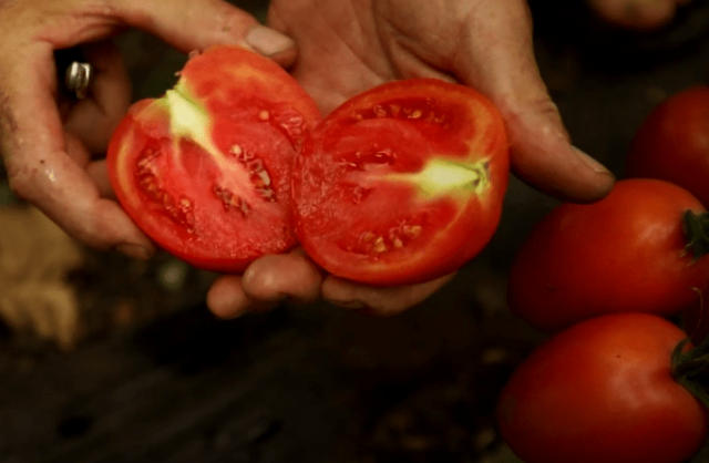 proizvodnja-paradajza