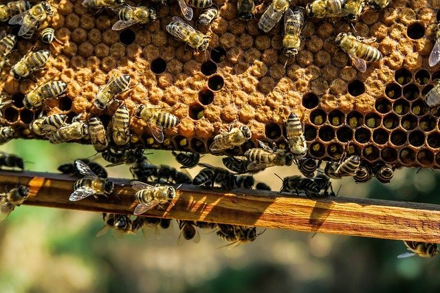 pčelinje-društvo