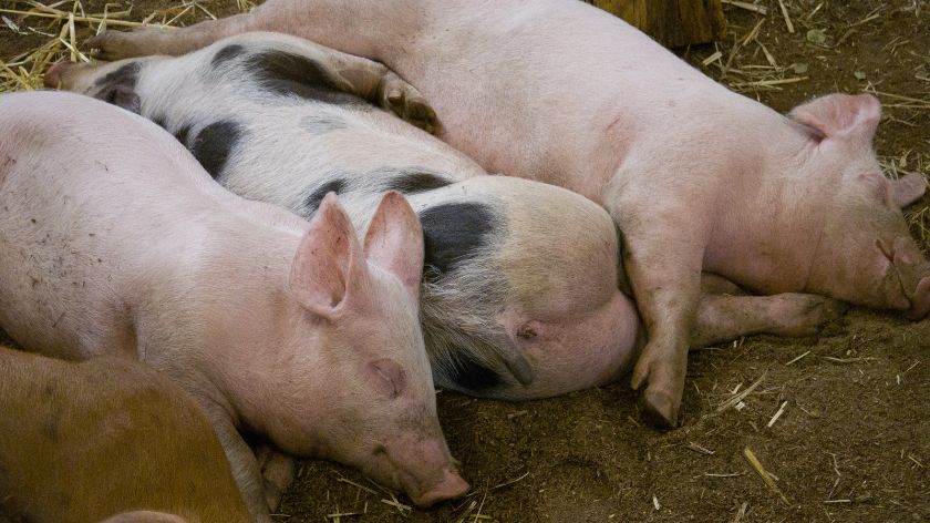 LAMENESS OF THE SOW also has a harmful effect on the piglets