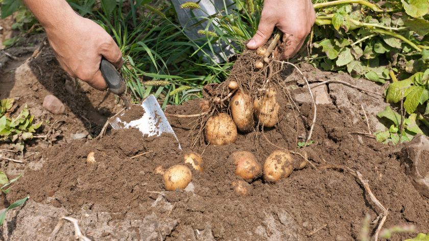 Krompir udružena sadnja