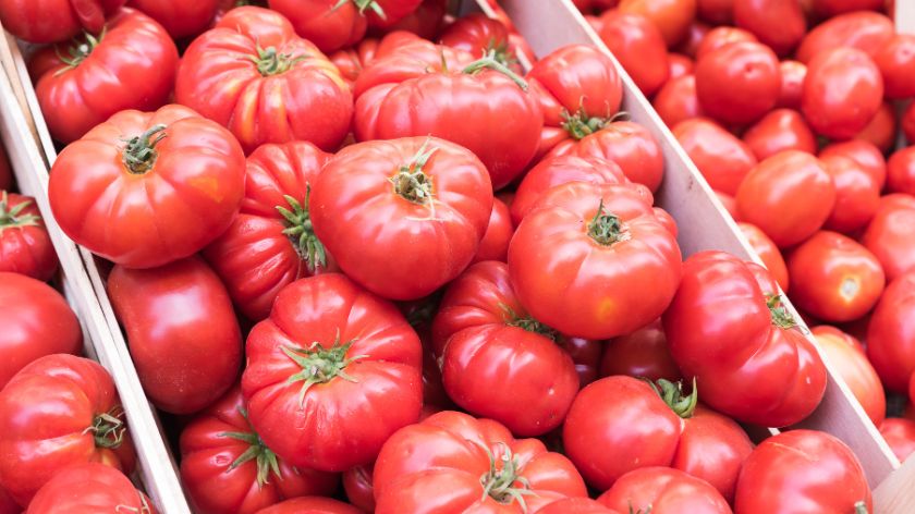 Cena paradajza