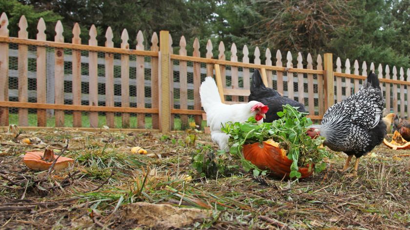 What to feed the chickens