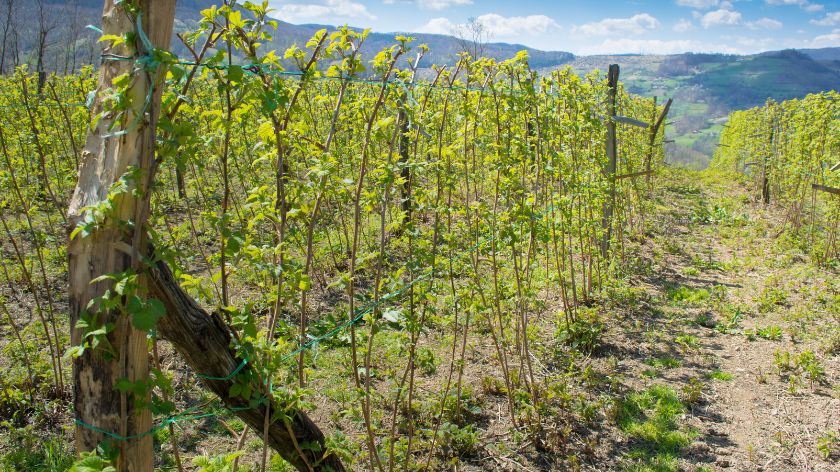 Otkupne cene maline