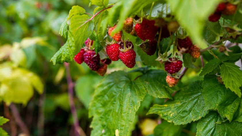 Otkupne cene maline