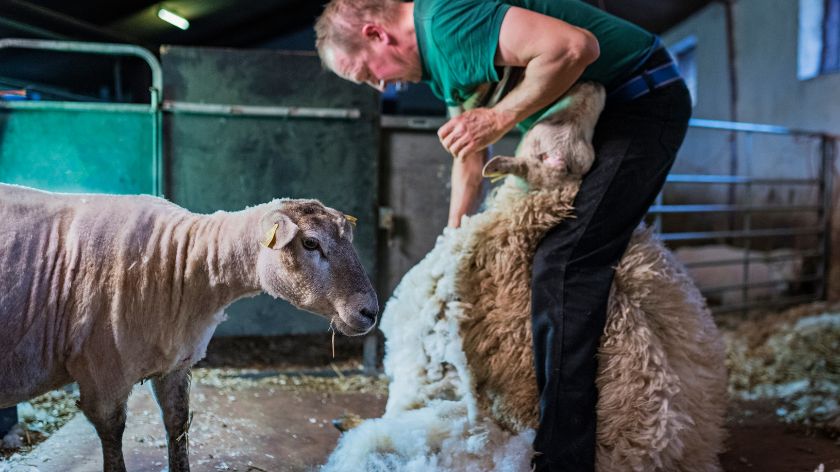 5 breeds of sheep that do not need to be SHEARED